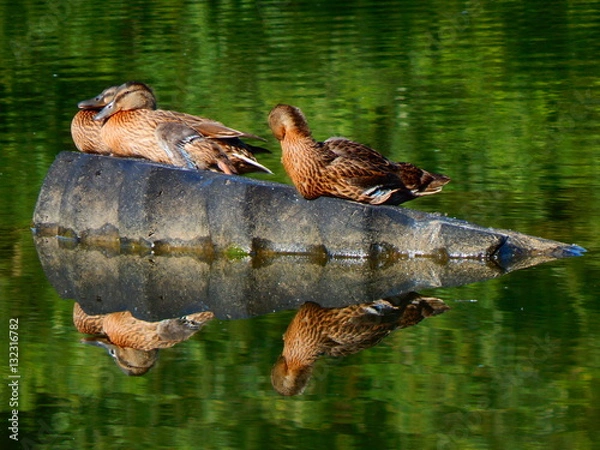 Obraz птицы утки