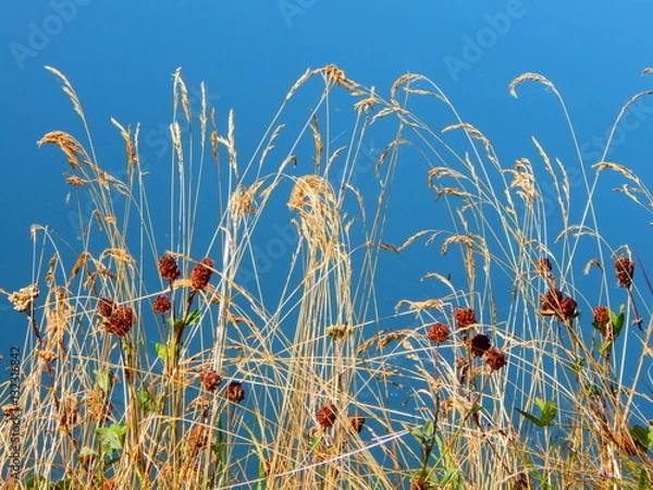 Obraz река трава