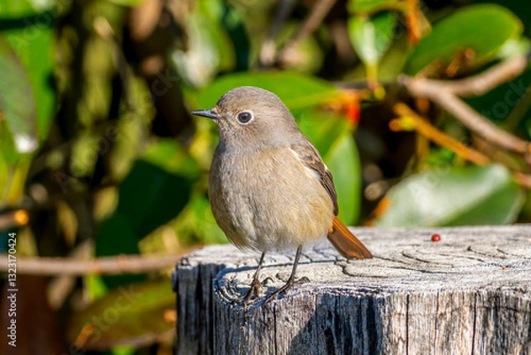 Fototapeta 切り株にとまるジョウビタキ