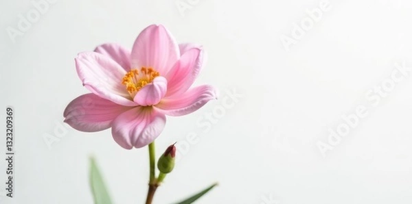 Fototapeta Delicate flower with intricate petals on white background, isolated, small, plant