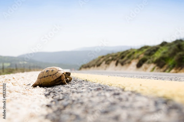 Obraz Tortoise On The Road