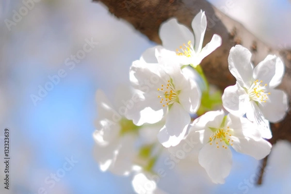 Fototapeta 皇居の桜