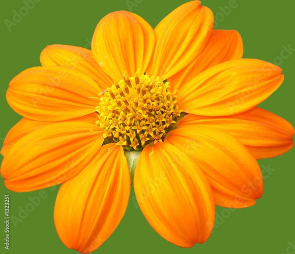 Fototapeta vitalité