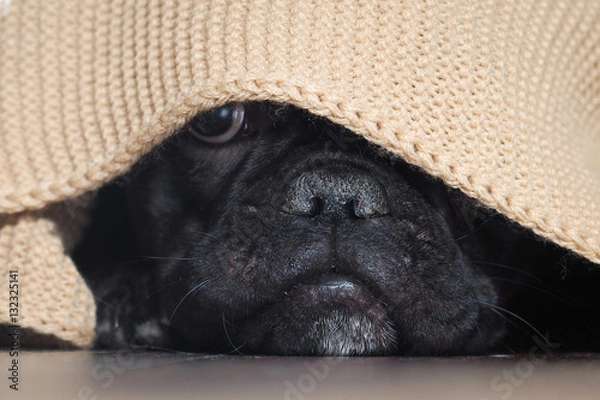 Obraz The dog's nose peeping from under the blanket