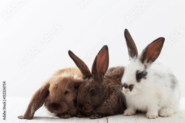 Obraz bunny rabbits on white background