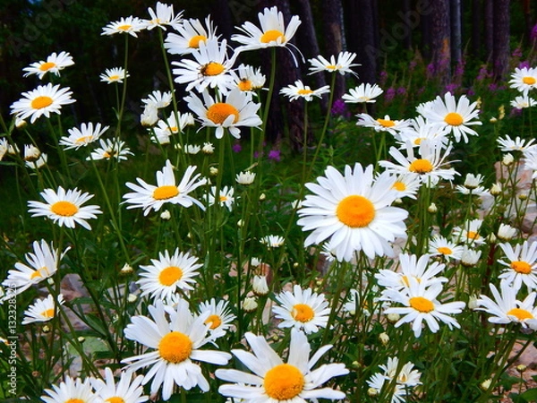 Obraz цветы ромашки лето