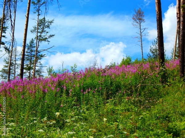 Obraz лес облака