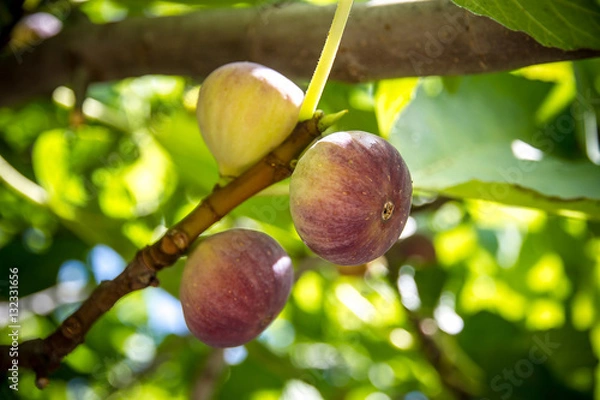Fototapeta Dripping ripe fig on the tree, soft focus