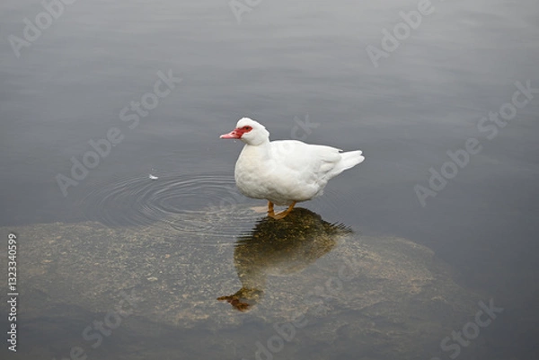 Fototapeta white barbary duck or muscovy duck with red spot
