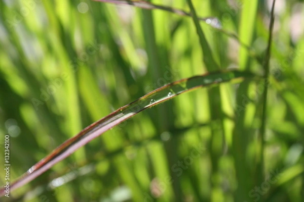 Obraz dragonfly on the grass