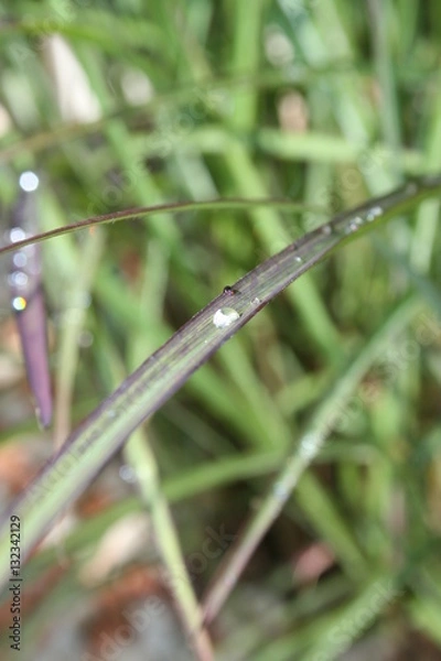 Obraz water drops on grass