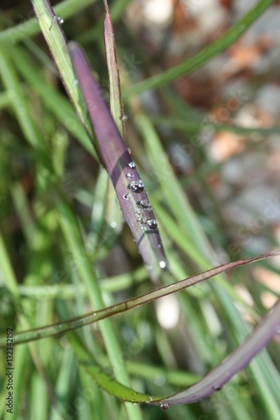 Obraz dragonfly on a branch