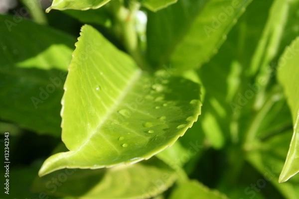 Obraz leaf with drops