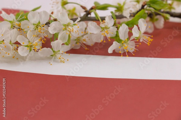 Fototapeta May 4, Independence Day of Latvia, greeting design with flowers and Latvian flag.