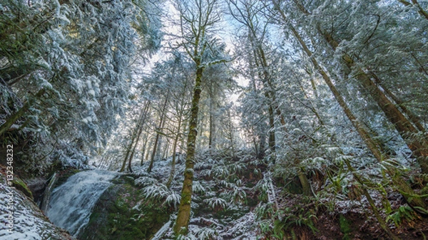 Obraz Forest waterfall in the winter time. Coal creek falls, Issaquah, Washington State, USA