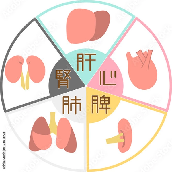 Obraz 東洋医学・五行の臓器と色の図解イラスト