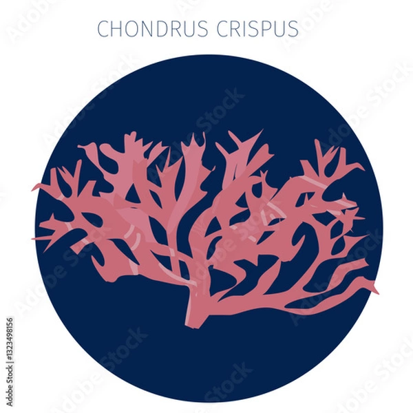 Obraz Chondrus crispus algae
