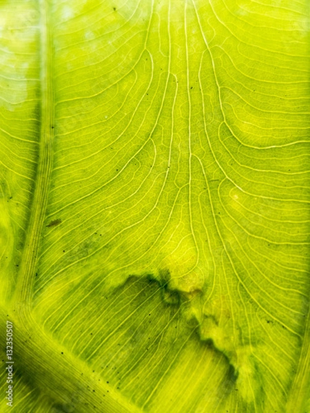 Obraz green nature background