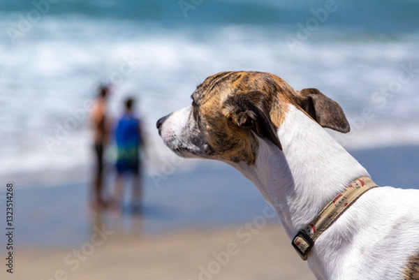 Obraz Whippet dog. Whippet stands on a sandy beach, looking at its owners near the sea Grace and calm nature of a Whippet in a coastal.