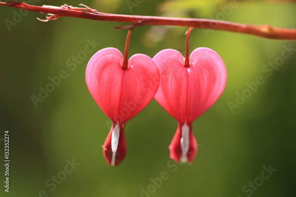 Fototapeta Красные сердечки на веточке, цветок дицентра, фон для праздника Валентинов день.