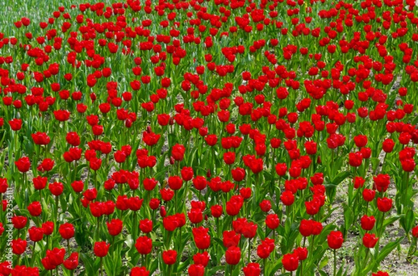 Fototapeta Tulpen