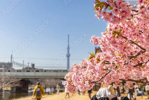 Fototapeta 満開の河津桜