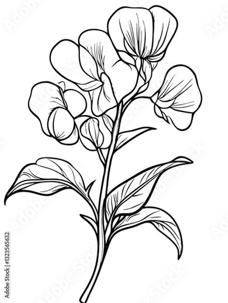 Obraz Botanical Line Art Pea Flower Illustration for Tattoos and Coloring Books