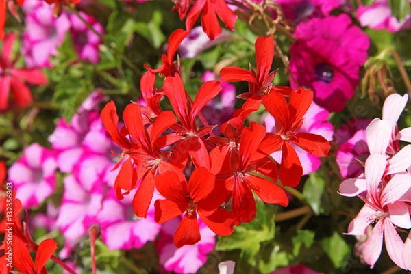 Obraz Red Ivy Geranium