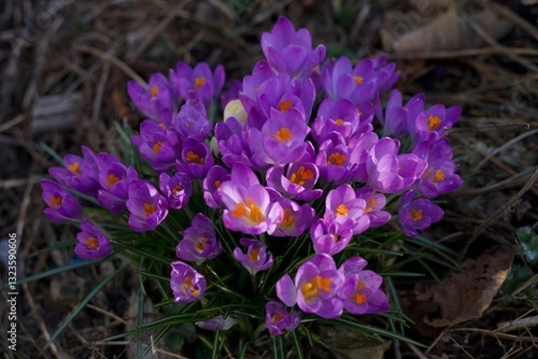 Obraz purple crocus flowers