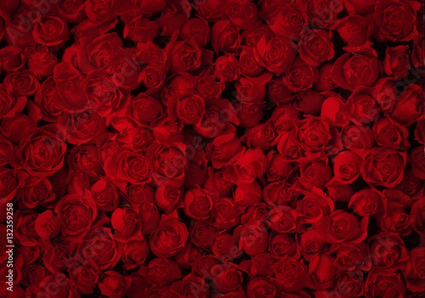 Obraz Czerwone róże na tle