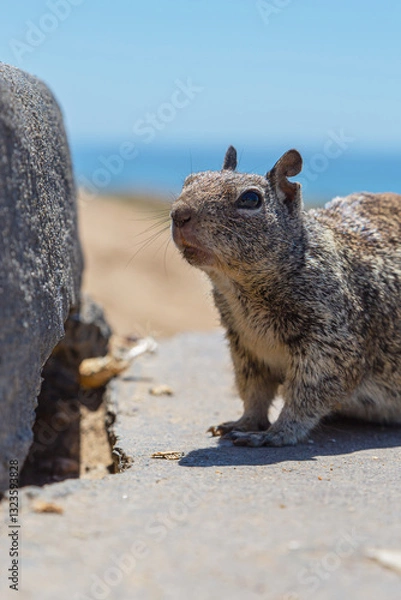 Fototapeta Curious squirrel stares directly into the camera with wide eyes. The squirrel's face and fur details are clearly visible. A squirrel looking at the camera creates a charming wildlife moment.