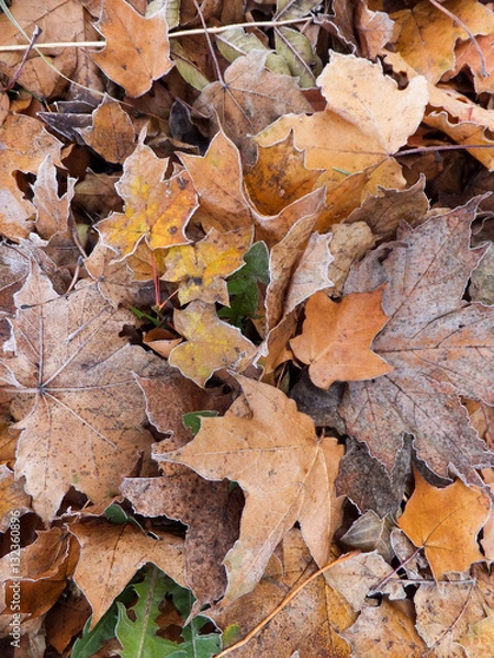 Fototapeta autumn leaves covered in frost