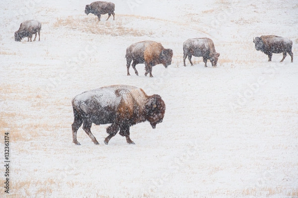 Obraz Winter on the Prairie