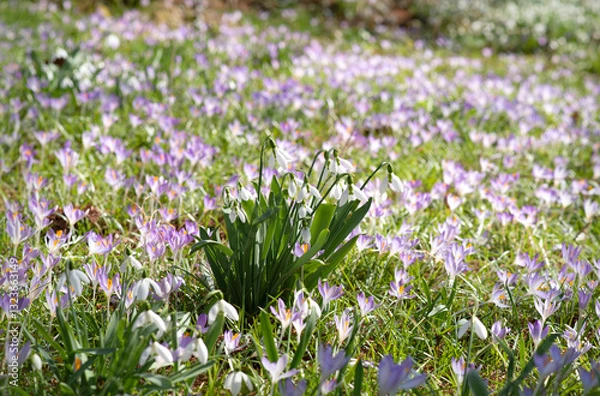 Obraz "Beautiful Spring Meadow with Blooming Purple Crocuses and Snowdrops in the Center