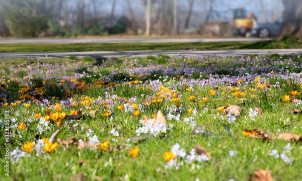 Obraz Blooming Spring Meadow with Crocuses, Scilla Bifolia, and Snowdrops