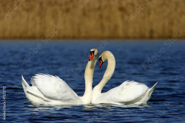 Fototapeta swan