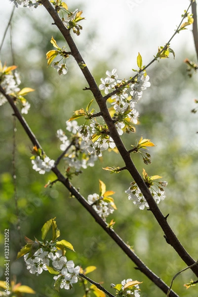 Obraz yellow flowers on a branch