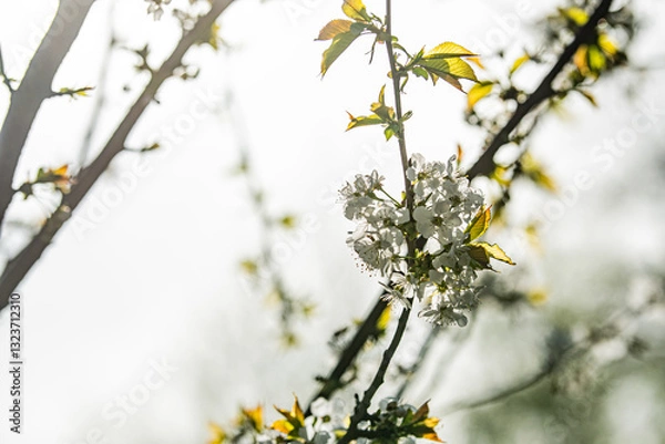 Obraz branch of a tree with yellow flowers