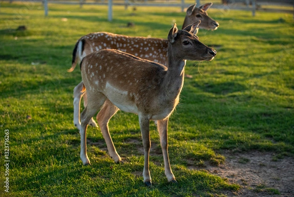 Obraz white tailed deer