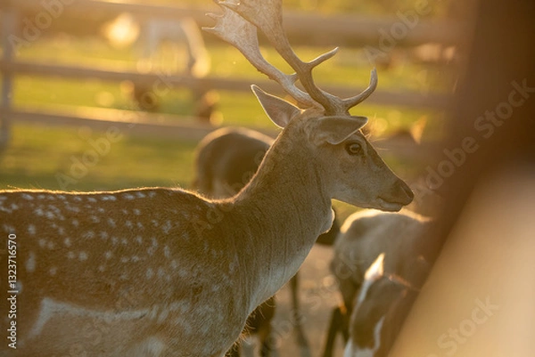 Obraz deer in the woods