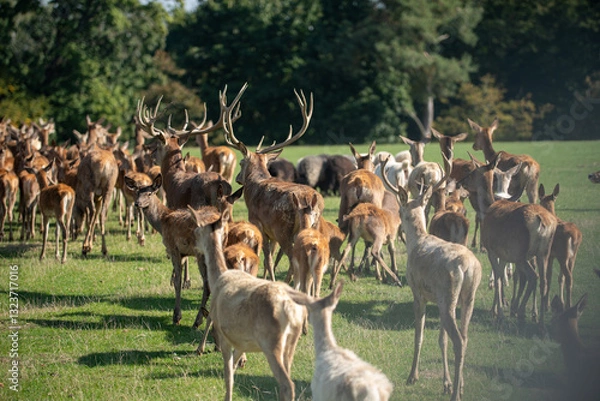 Obraz group of deer