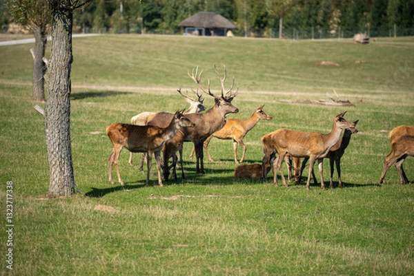 Obraz deer in the field