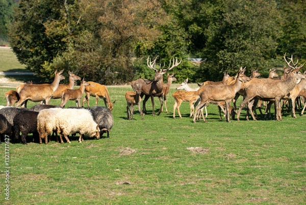 Obraz group of deer