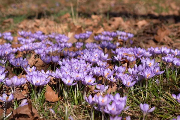 Obraz Vibrant Purple Crocus Blooms in a Sunlit Field