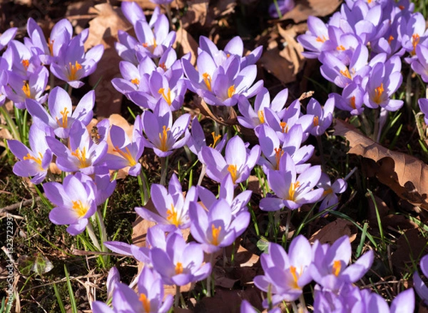 Obraz A field of blooming lila crocuses with bees pollinating the flowers and collecting nectar.