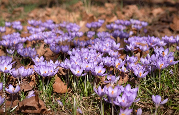 Obraz Vibrant Purple Crocus Blooming in Serene Spring Field