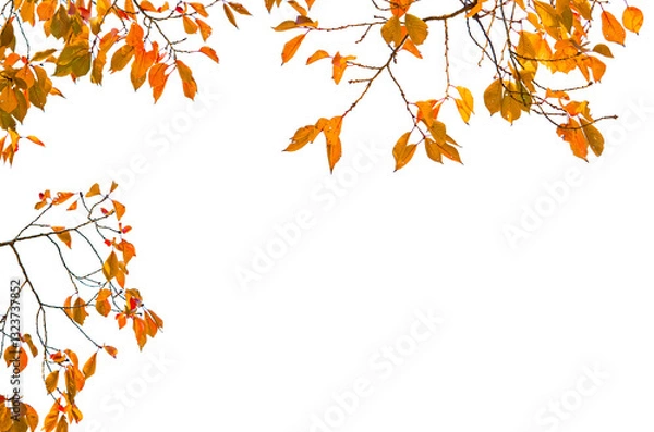 Obraz Autumn leaves isolate on transparent background.
