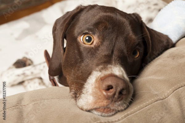 Obraz english pointer dog