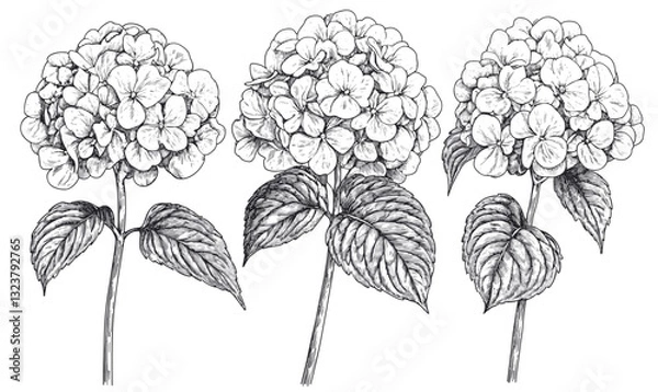 Fototapeta Hydrangea flowers detailed sketch icons set, linear style, vector.
