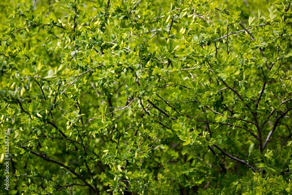 Fototapeta Green Bush on a spring day